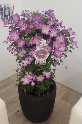 Concept Plants | Clematis Pernille ('Zo09113') PP27,172